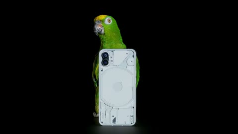 Beat 2: Parrot over phone
