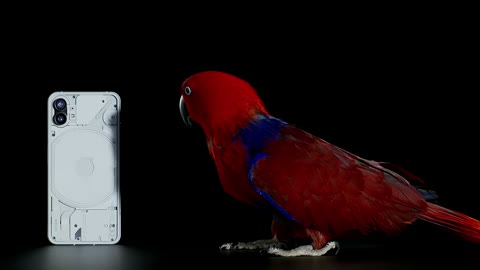 Beat 3: Parrot beside phone