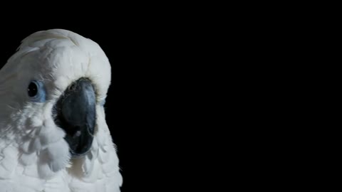 Beat 4: Cockatoo faces lens