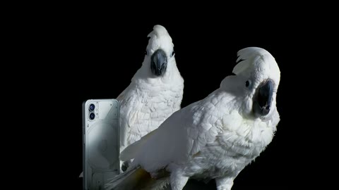 Beat 6: Two cockatoos