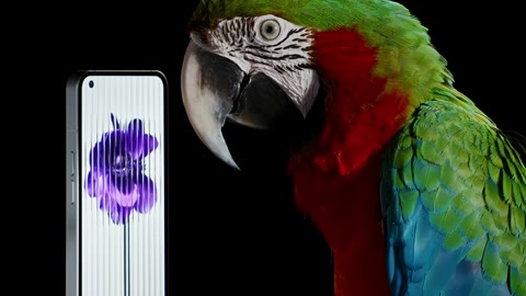 Beat 7: Macaw and screen