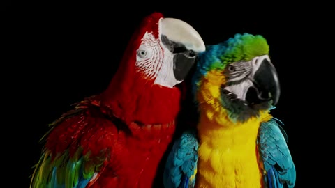 Beat 8: Macaw pair