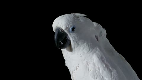 Beat 9: Cockatoo looks around