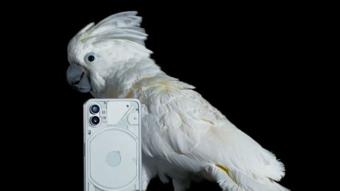 Beat 11: Cockatoo leans on phone
