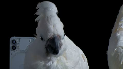 Beat 12: Cockatoos crowd