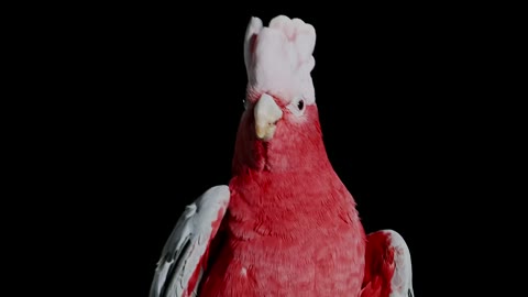 Beat 13: Fade-out birds