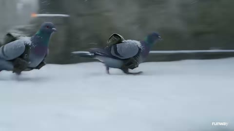 Beat 21: Running birds