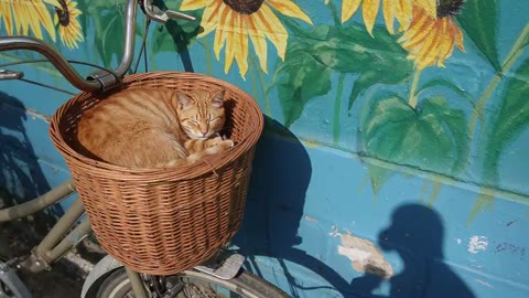 Beat 9: Cat and astronaut