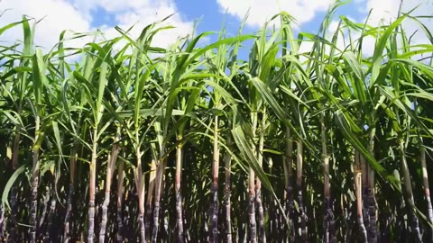 Beat 17: Sugarcane stalks