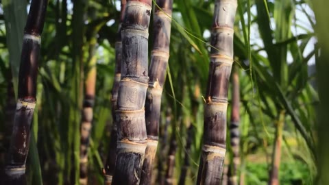 Beat 18: Cane close-up