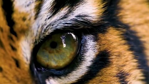 Beat 2: Tiger eye