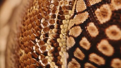 Beat 3: Snake scales