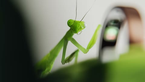 Beat 17: Mantis on leaf