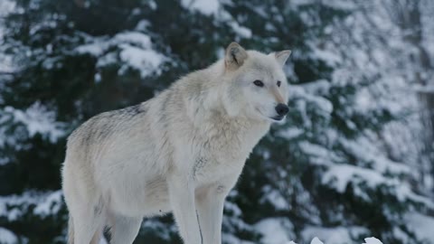 Beat 1: Wolf
