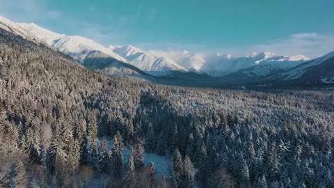 Beat 6: Forest aerial