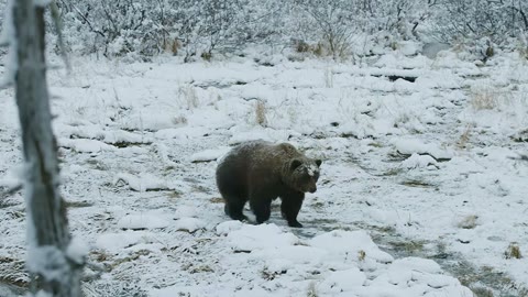 Beat 7: Bear