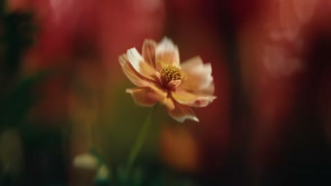Beat 4: Flower field