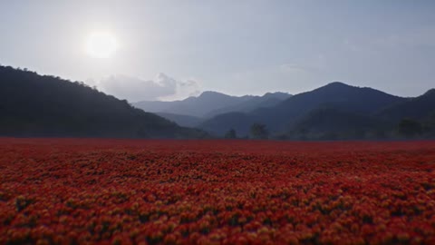 Beat 8: Sun over field