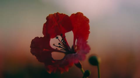 Beat 9: Circuit in flowers