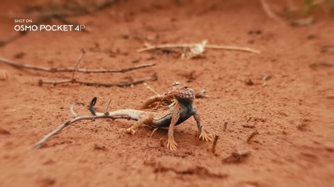 Beat 1: Lizard