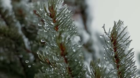 Beat 16: Dewy pine