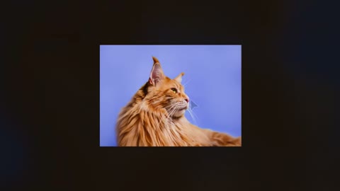 Beat 7: Cat in frame