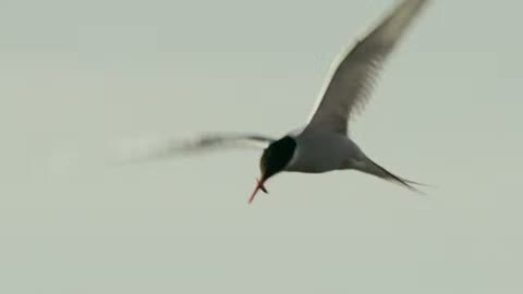 Beat 3: Tern