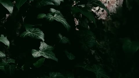 Beat 10: Meadow dance