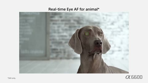 Beat 11: Eye AF animal