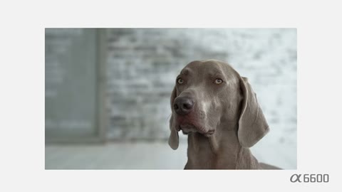 Beat 12: Dog hold
