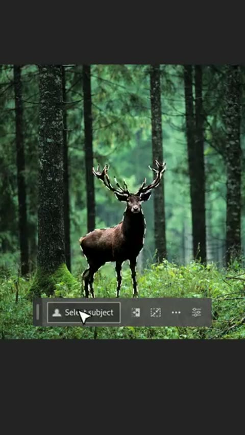 Beat 9: Deer in forest