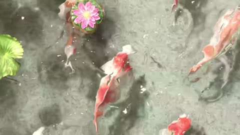 Beat 22: Koi in the bag