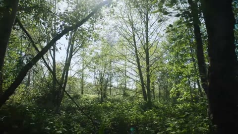 Beat 1: Forest