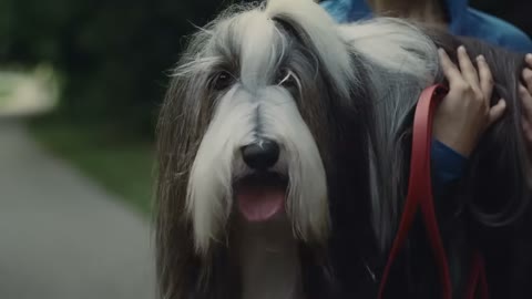 Beat 2: Dog reveal