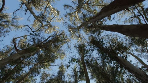 Beat 1: Canopy