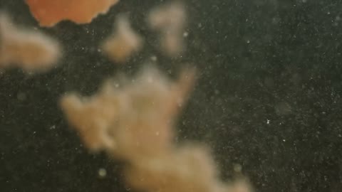 Beat 10: Pulp drying