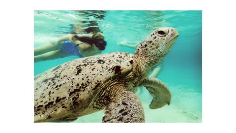 Beat 9: Turtle swim