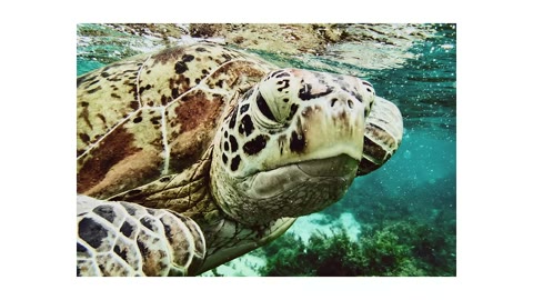 Beat 10: Turtle close-up