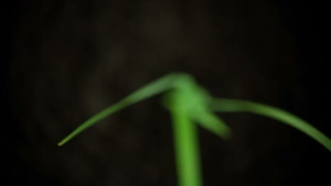 Beat 3: Sprout time-lapse
