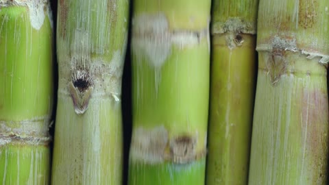 Beat 4: Cane field