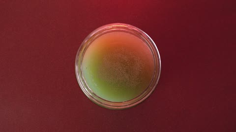 Beat 7: Petri dish