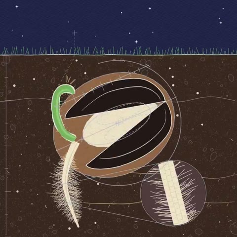 Beat 4: Seed underground