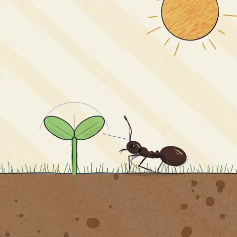 Beat 5: Seed splits