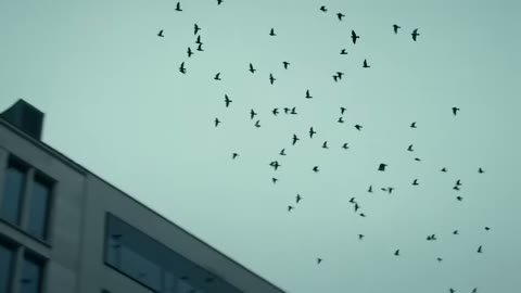 Beat 7: Birds and city