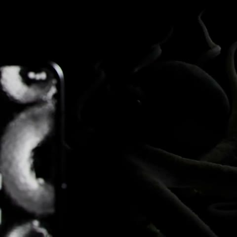 Beat 3: Back reveal
