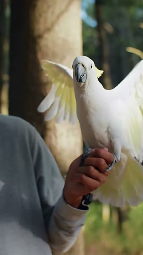 Beat 9: Cockatoo