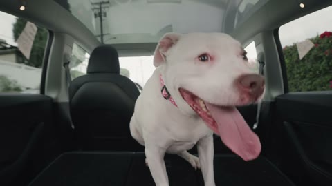 Beat 7: Happy dog