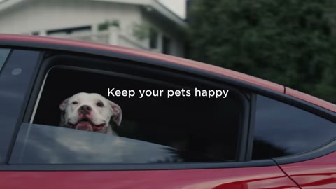 Beat 9: Keep your pets happy