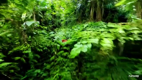 Beat 8: Jungle run