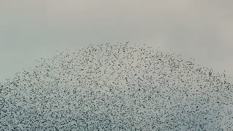 Beat 8: Dot swarm